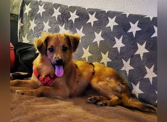 ♥EMMA♥ auf Pflegestelle bei Aachen - tolle kleine Juniorin mit dem süßen Unterbiss 31 cm (wachsend)