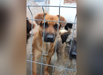 OLLI, lustiges Kerlchen, 1,5 Jahre, 36 cm, Mischling, Pflegestelle Köln, Tierschutz Rumänien