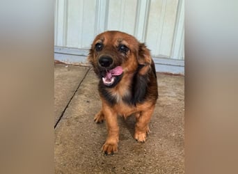 ♥PINKY♥ ab 4. Sep auf Pflegestelle bei Köln-süßes, superliebes Hundemädchen ca 35 cm (kleinbleibend)