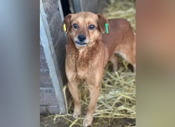 ♥MARILOU♥ zauberhafte, neugierige, noch unsichere Hündin, die sicher schnell Vertrauen fasst 40 cm