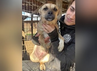 ♥KILA♥ süße, kleine, verspielte, anfangs noch zurückhaltende Junghündin 40 cm