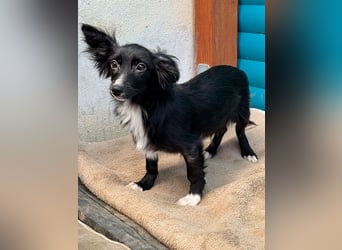 ♥TABU♥ auf Pflegestelle bei Köln - süßer, fröhlicher, verspielter Herzensbrecher 29 cm