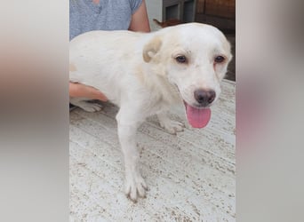 ♥BILLY♥ ab 15. Aug auf Pflegestelle bei Köln-verspielter, menschenbezogener echter Sonnenschein 35cm