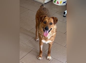 ♥JODY♥ ab 18. Jul auf Pflegestelle bei Köln -süße, zutrauliche und verschmuste kleine Hündin 35-40cm