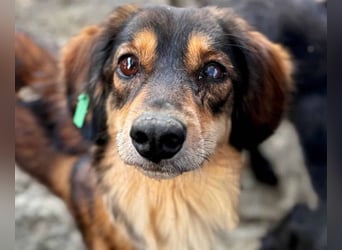 NOTFALL ♥POLLY♥ neu auf Pflegestelle bei Köln - ganz liebe, viel zu dünne kleine Junghündin 30cm
