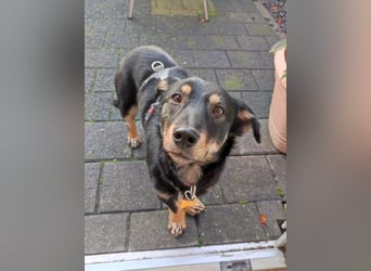 ♥MIMMI♥ neu auf Pflegestelle bei Aachen - ganz süße und zutrauliche Dackel-Mix-Hündin 36 cm
