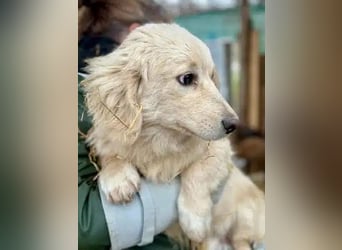 ♥PIPPO♥ süßer, charmanter, noch unsicherer kleiner Junior 30 cm