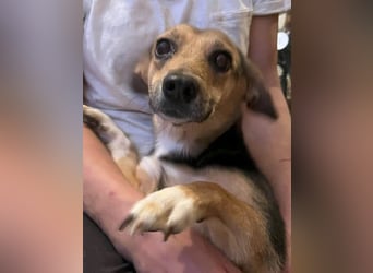 ⭐️MISSY⭐️, süßer Dackel-Mischling, Hündin, 4 Jahre, 31cm, Mischling, Tierschutz Rumänien