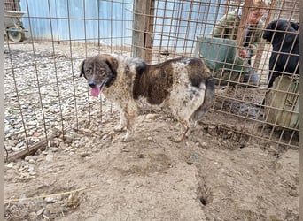 ♥DREAMIE♥ hübsche, sanftmütige, bescheidene Seele von einem Hund 40 cm