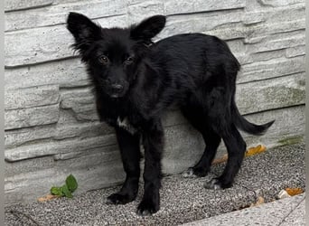♥TRACY♥ neu auf Pflegestelle bei Köln - zuckersüßes, verspieltes Welpenmädchen 33 cm (wachsend)