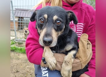 ♥LAURIN♥ süßer, noch zurückhaltender kleiner Rüde, der im Tierheim völlig überfordert ist 35 cm