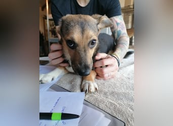 ⭐️MISSY⭐️, süßer Dackel-Mischling, Hündin, 4 Jahre, 31cm, Mischling, Tierschutz Rumänien