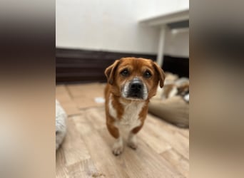 ⭐️TAC⭐️, Zuckerstück, Rüde, 2,5 Jahre, 35 cm, Mischling, Tierschutz Rumänien