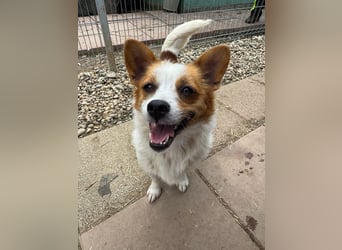 ♥NANA♥ ab 31. Jul auf Pflegest bei Köln -süße, sehr zutrauliche, kinderliebe, lustige Hündin 30-35cm