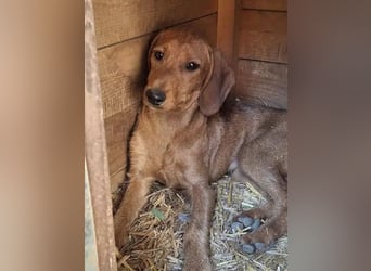 ♥COSMO♥ neu auf Pflegestelle bei Köln - süßer, verspielter kleiner Welpenbub 33 cm (wachsend)