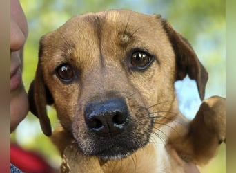 ♥MUFFIN♥ ab 9.Okt auf Pflegestelle bei Köln -süßer, ganz lieber, sehr zutraulicher kleiner Rüde 34cm