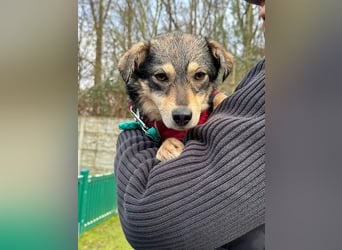 ♥COCONUT♥ neu auf Pflegestelle bei Duisburg - süße, noch etwas schüchterne kleine süße Maus 36 cm