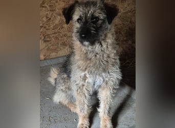 HEARTY, zuckersüße Kuschelmaus, 1,5 Jahre, 40 cm, Tierschutz Rumänien