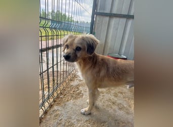 ♥BARLEY♥ ab 31. Juli auf Pflegestelle bei Köln - wunderschöner, menschenbezogener Junghund 40cm
