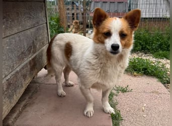 ♥NANA♥ ab 31. Jul auf Pflegest bei Köln -süße, sehr zutrauliche, kinderliebe, lustige Hündin 30-35cm