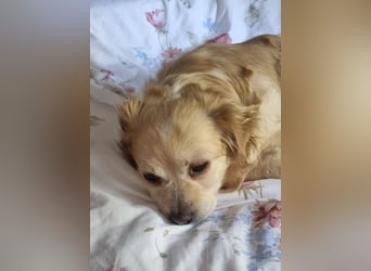 TIC, freundliche Herzenshündin, 2 Jahre, 30 cm, Pflegestelle 53773, Tierschutz Rumänien