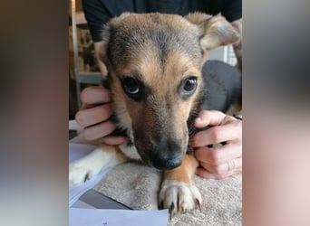 ⭐️MISSY⭐️, süßer Dackel-Mischling, Hündin, 3,5 Jahre, 31cm, Mischling, Tierschutz Rumänien