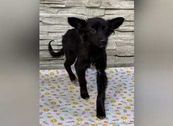 ♥TRACY♥ neu auf Pflegestelle bei Köln - zuckersüßes, verspieltes Welpenmädchen 33 cm (wachsend)