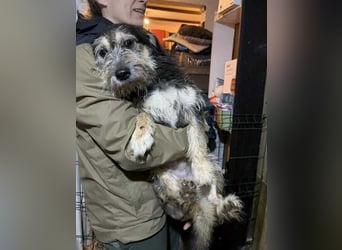 ⭐️JAROD⭐️, herzensguter Hundejunge, 2,5 Jahre, 36 cm, Mischling, Tierschutz
