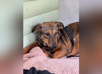 ♥MAYA♥ neu auf Pflegestelle bei Köln - süße, ganz liebe, noch unsichere kleine Junghündin 35 cm