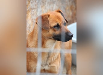 OLLI, lustiges Kerlchen, 1,5 Jahre, 36 cm, Mischling, Pflegestelle Köln, Tierschutz Rumänien