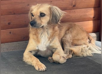 ♥BARLEY♥ neu auf Pflegestelle bei Köln - wunderschöner, noch etwas unsicherer Junghund 40cm