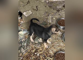 ⭐️Loop⭐️ Herzensbrecher, Welpe, 3 Monate, 18cm, Tierschutz Rumänien