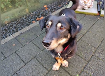 ♥MIMMI♥ neu auf Pflegestelle bei Aachen - ganz süße und zutrauliche Dackel-Mix-Hündin 36 cm