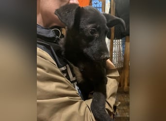 ⭐URBAN⭐, neugieriger Hundemann, 9 Monate, 33 cm, Mischling, Tierschutz Rumänien