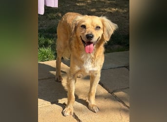 ♥BARLEY♥ neu auf Pflegestelle bei Köln - wunderschöner, noch etwas unsicherer Junghund 40cm
