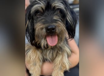 MINNIE, kleiner Frechdachs, 2 Jahre, 35 cm, Pflegestelle Düsseldorf, Tierschutz Rumänien