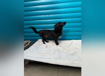 ♥TOKIO♥ auf Pflegestelle bei Köln - zuckersüßer, verspielter kleiner Welpe 28 cm