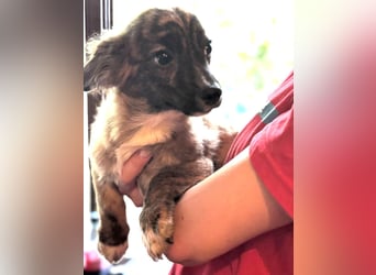 ⭐️DONNY⭐️, aufgeweckter Welpe, 5 Monate, 20 cm, Mischling, Tierschutz Rumänien