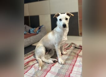♥LUNA♥ auf Pflegestelle bei Köln - niedliche, noch unsichere kleine Junghündin 35cm