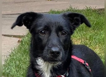 ♥PÜPPI♥ auf Pflegestelle bei Duisburg - verspielte, ganz liebe, sanfte Schönheit 32cm (wachsend)