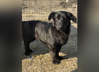 ⭐️MARIUCA⭐️, witzige, kleine Hündin, 3,5 Jahre, 37 cm, Mischling, Tierschutz Rumänien