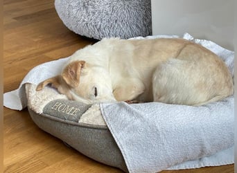 ♥MAMBO♥ auf Pflegestelle in Köln - verschmuster, anhänglicher kleiner Rüde 33 cm