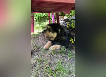 MINNIE, kleiner Frechdachs, 2 Jahre, 35 cm, Pflegestelle Düsseldorf, Tierschutz Rumänien