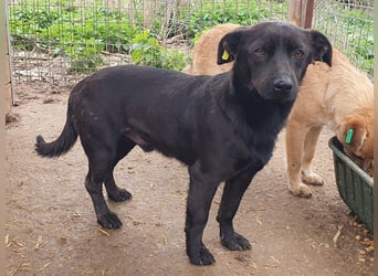 ♥THEO♥ hübscher, ganz lieber kleiner Rüde, der lieber helle Fellfarbe hätte 38 cm