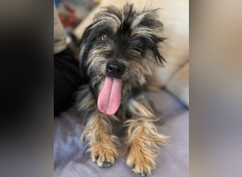 MINNIE, kleiner Frechdachs, 2 Jahre, 35 cm, Pflegestelle Düsseldorf, Tierschutz Rumänien