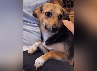 ⭐️MISSY⭐️, süßer Dackel-Mischling, Hündin, 4 Jahre, 31cm, Mischling, Tierschutz Rumänien