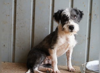 ♥OREO♥ ab 4. Sep auf Pflegestelle bei Köln- süßer, total freundlicher und aufgeschlossener Rüde 28cm