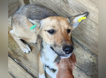 ♥DUMBO♥ neu auf Pflegestelle bei Köln - süßer, lieber, anfangs noch vorsichtiger Rüde 35cm