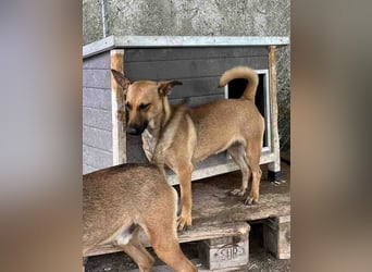 ⭐️BINELLE⭐️, aufgeschlossene Hündin, 1 Jahr, 33 cm, Mischling, Tierschutz Rumänien