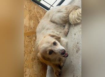 ♥MILLY♥ ab 4. Sep auf Pflegestelle bei Köln-wunderschöne, verschmuste,etwas unterwürfige Hündin 29cm